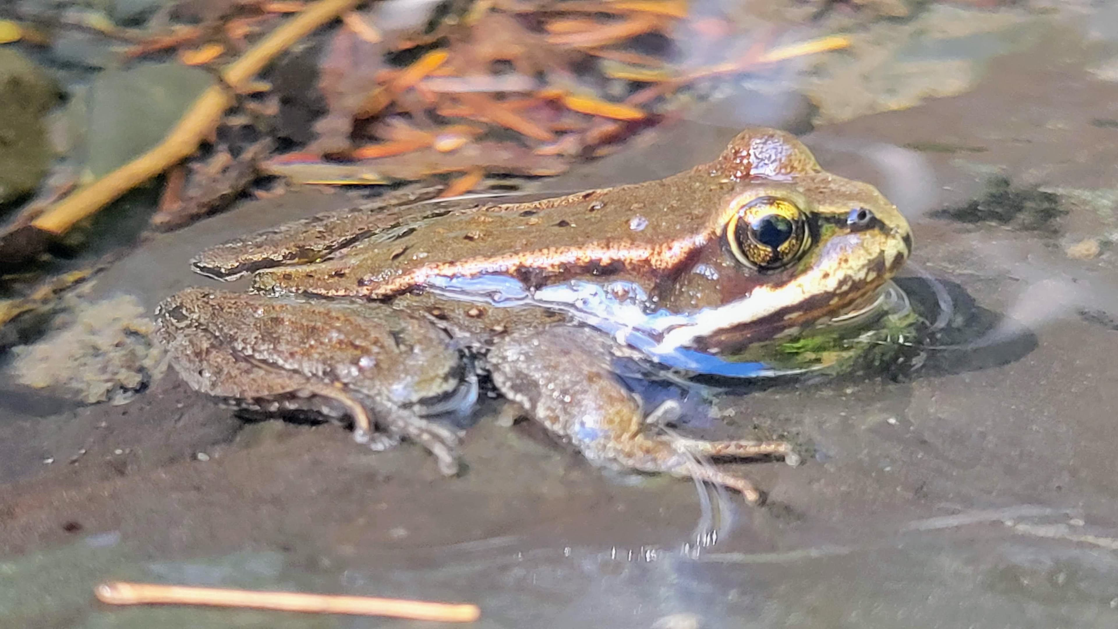 Good Luck Frog